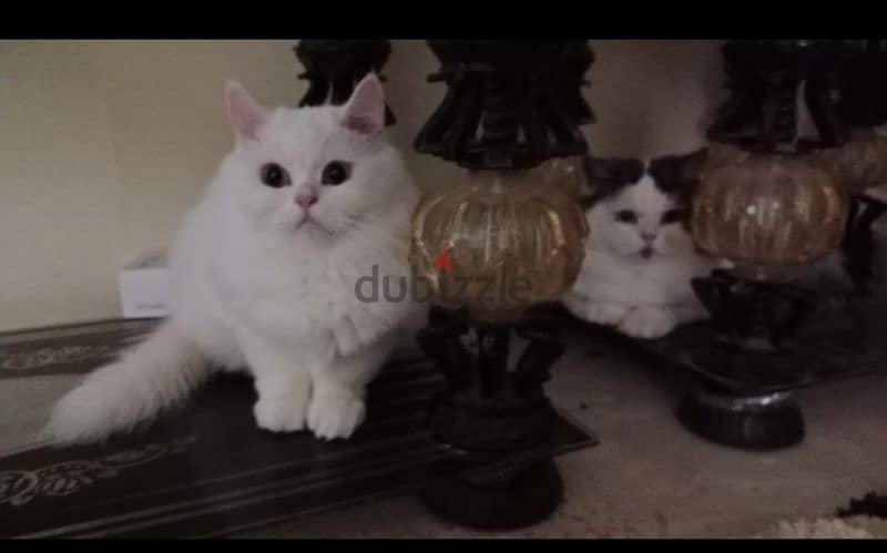 2 cats for adoption male female 2yrs old vaccinated 1