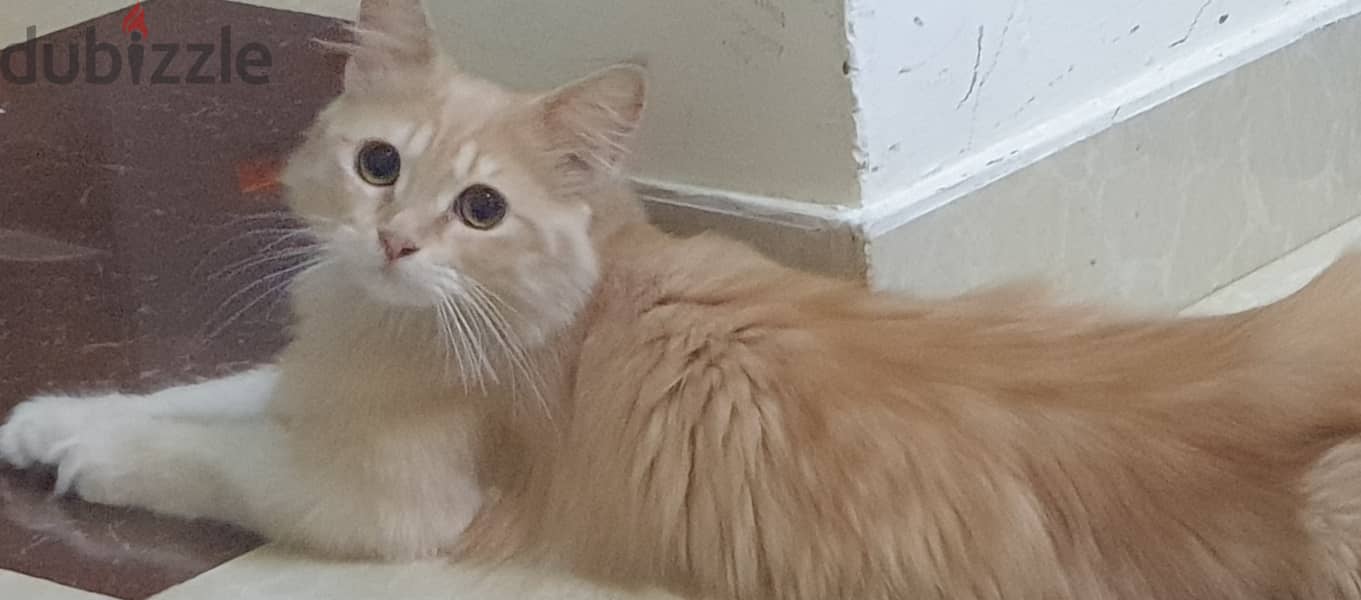 Persian male kitten FREE URGENT ADOPTION 0