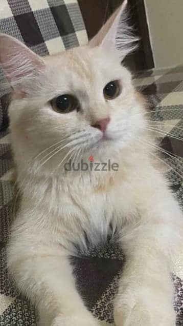 Persian male kitten FREE URGENT ADOPTION 1