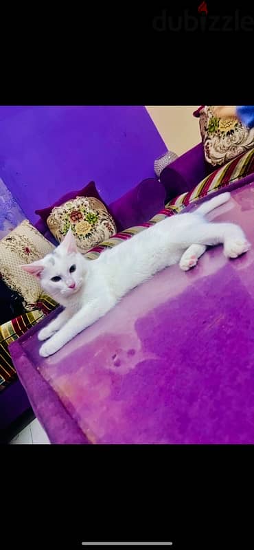 take free female cat due for going umrah 2