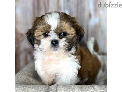 Shihtzu