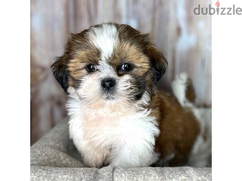 Shihtzu Puppy 0