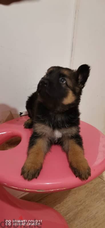 puppy for sale German shepherd