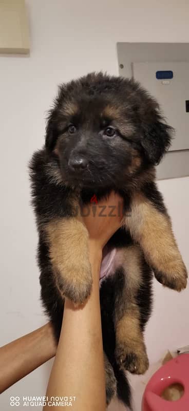 puppy for sale German shepherd 1