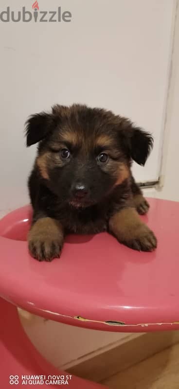 puppy for sale German shepherd 2