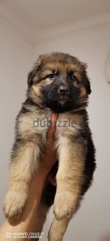 puppy for sale German shepherd 3