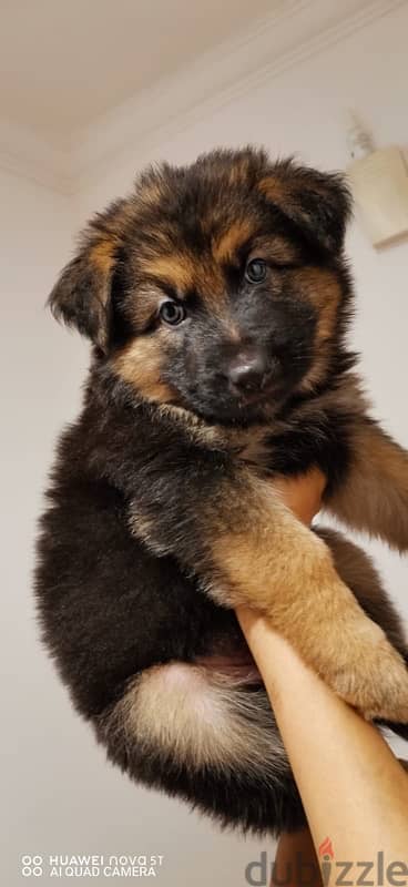 puppy for sale German shepherd 4