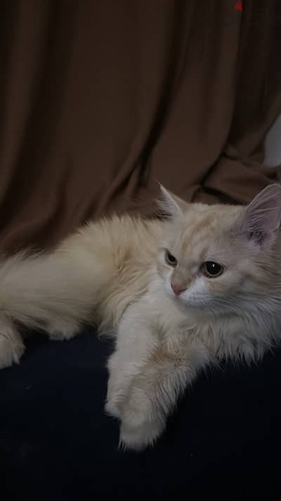 قطه شيرازيه بيور للبيع cat for sale