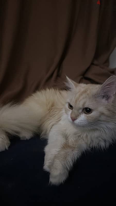 قطه شيرازيه بيور للبيع cat for sale 0