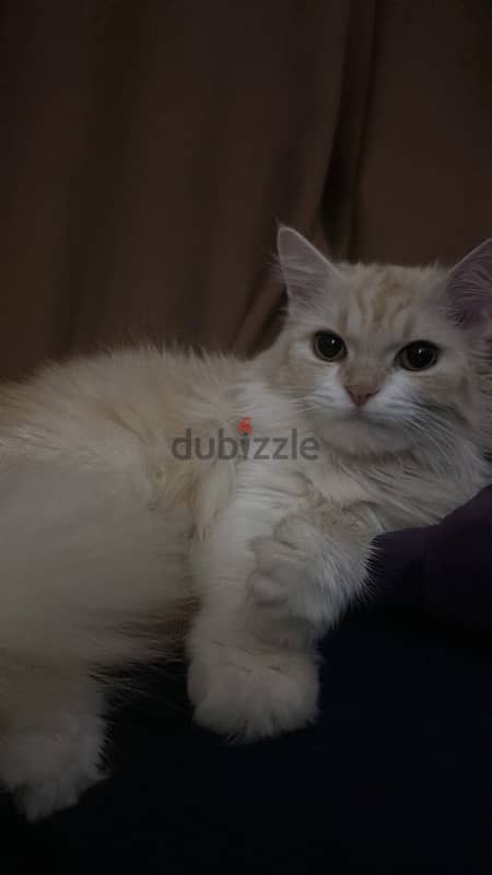 قطه شيرازيه بيور للبيع cat for sale 2