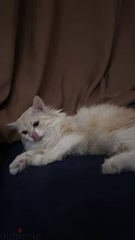 قطه شيرازيه بيور للبيع cat for sale 3