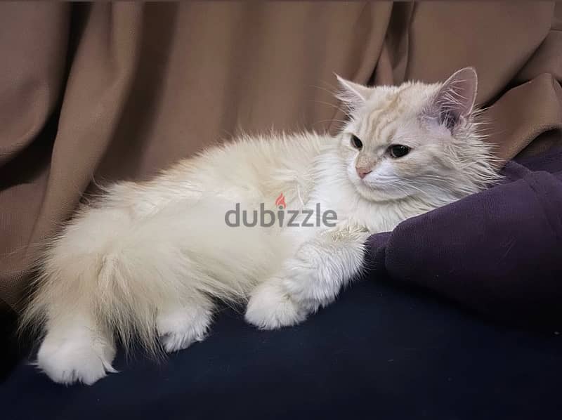 قطه شيرازيه بيور للبيع cat for sale 6