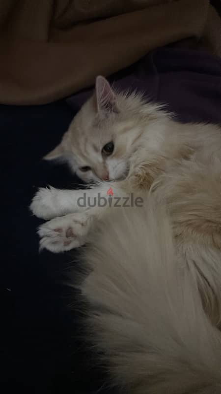 قطه شيرازيه بيور للبيع cat for sale 7