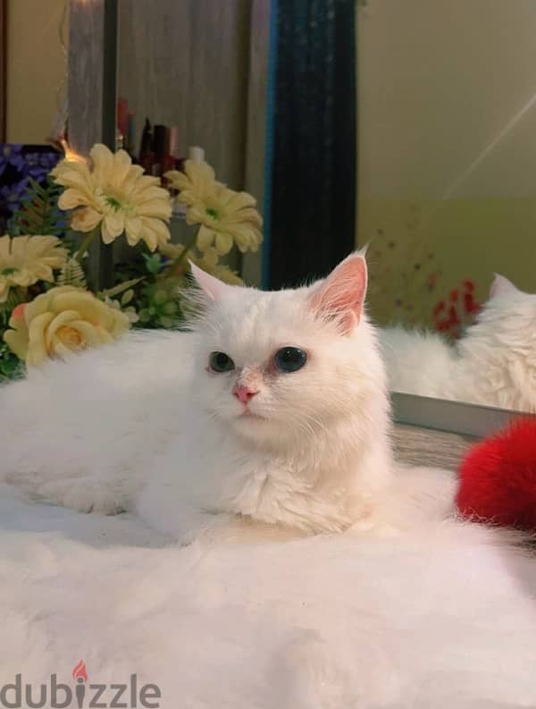 Persian Kitten Female 0