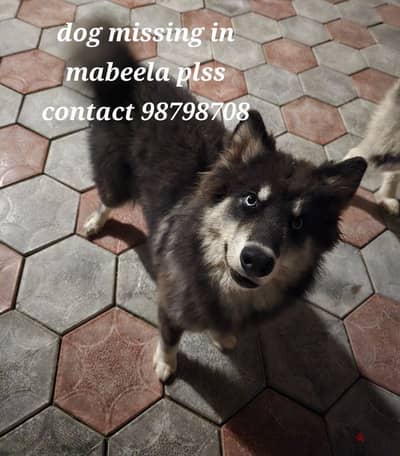 lost dog in mabeela