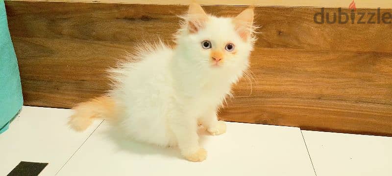 Persian kitten 00968-97426245 0