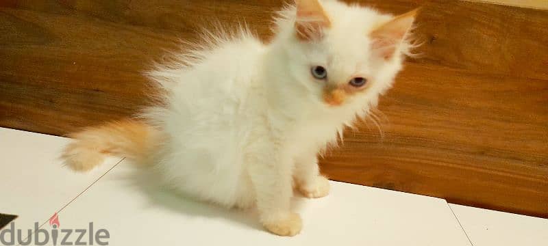 Persian kitten 00968-97426245 1