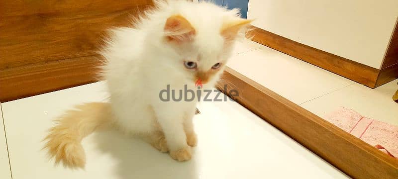 Persian kitten 00968-97426245 2