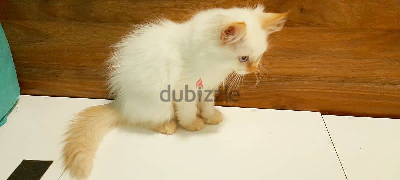 Persian kitten 00968-97426245 3