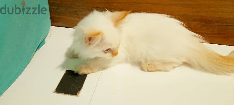 Persian kitten 00968-97426245 4