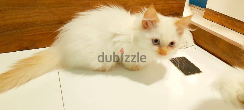 Persian kitten 00968-97426245 5