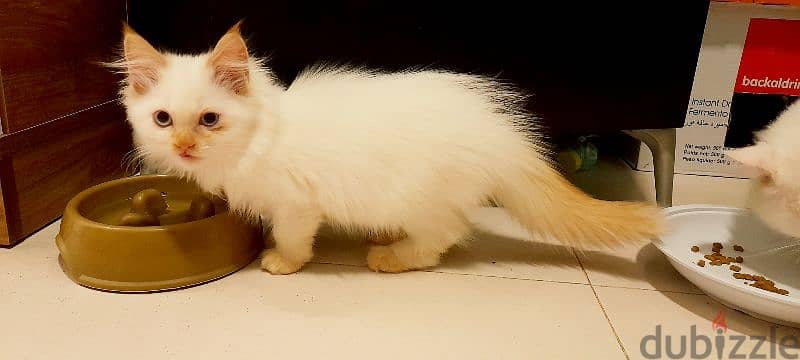 Persian kitten 00968-97426245 6