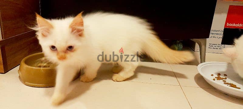 Persian kitten 00968-97426245 7