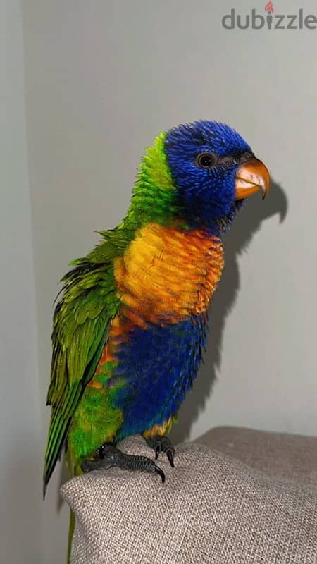 loriini parrot 0