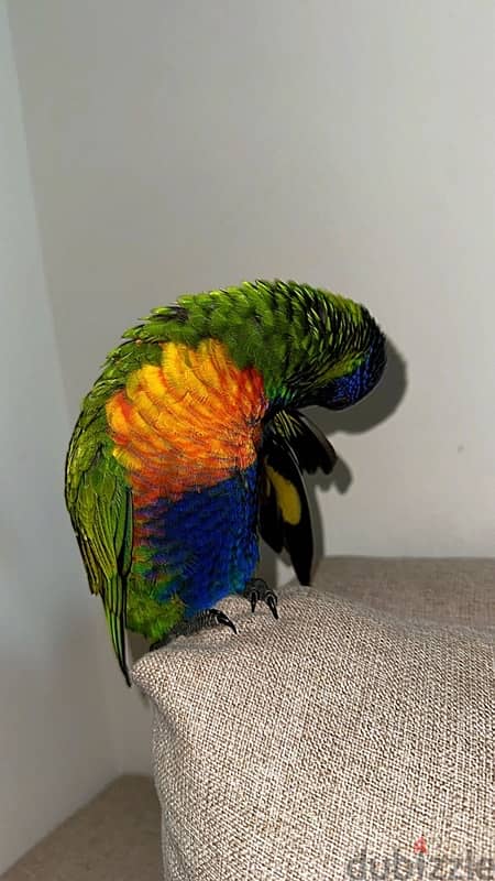 loriini parrot 1