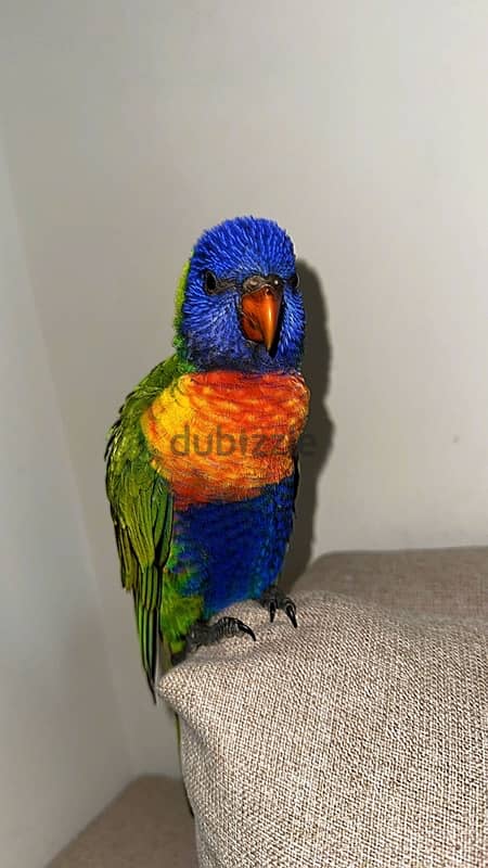 loriini parrot 2