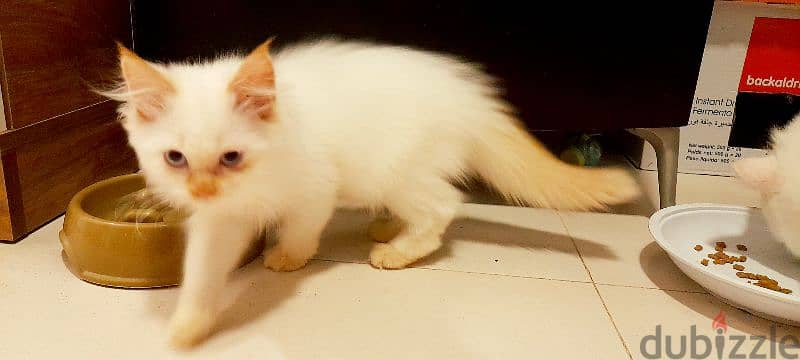 Persian cute kitten 00968-97426245 1