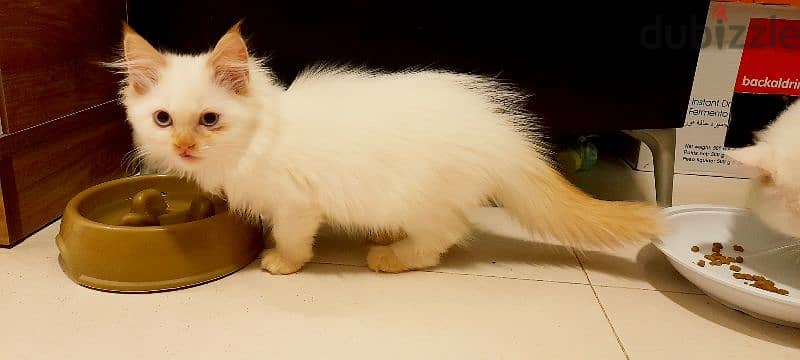 Persian cute kitten 00968-97426245 2