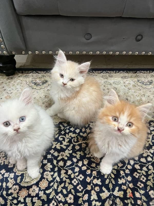 Turkish Angora kittens 0