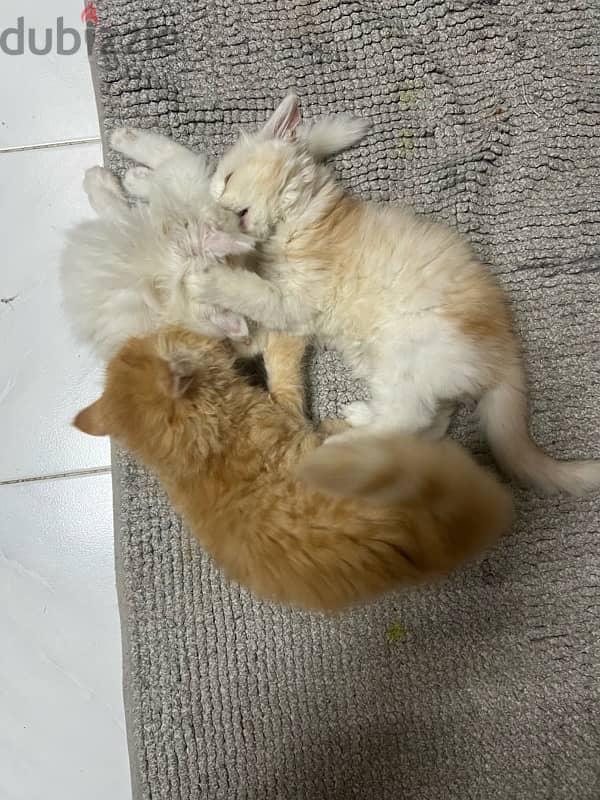 Turkish Angora kittens 1