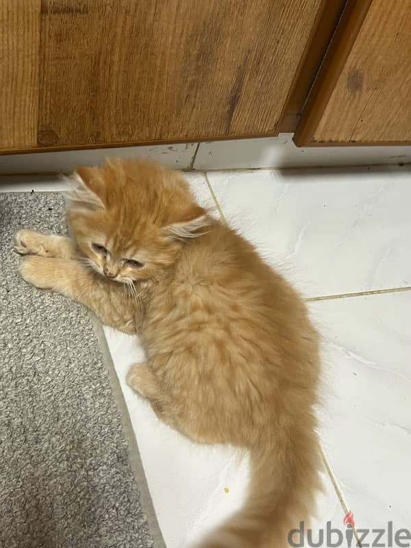 Turkish Angora kittens 2