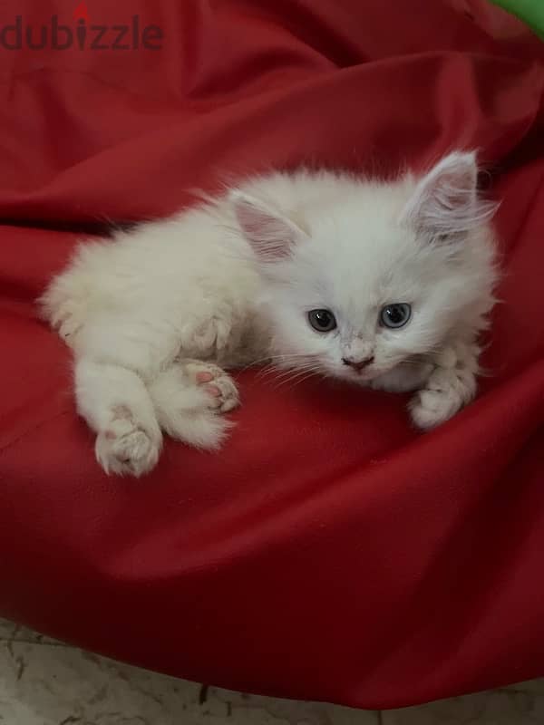 Turkish Angora kittens 3