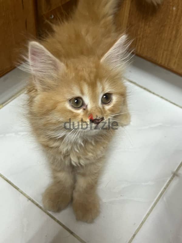 Turkish Angora kittens 4