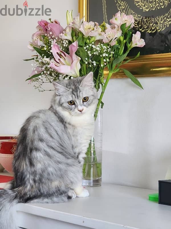 Turkish angora female 0