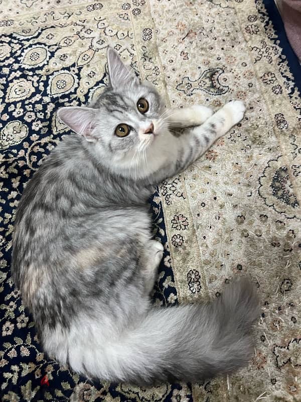 Turkish angora female 1