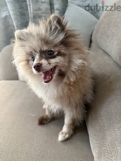 Pomeranian