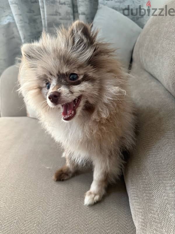 Pomeranian 0