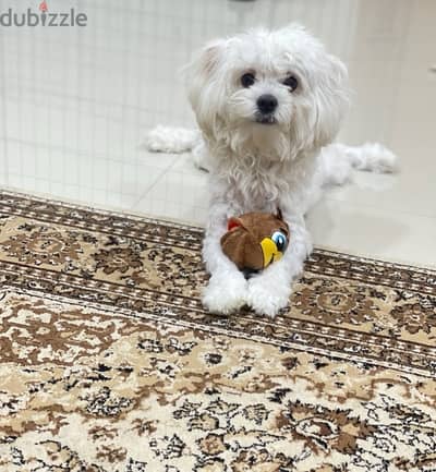 Maltese