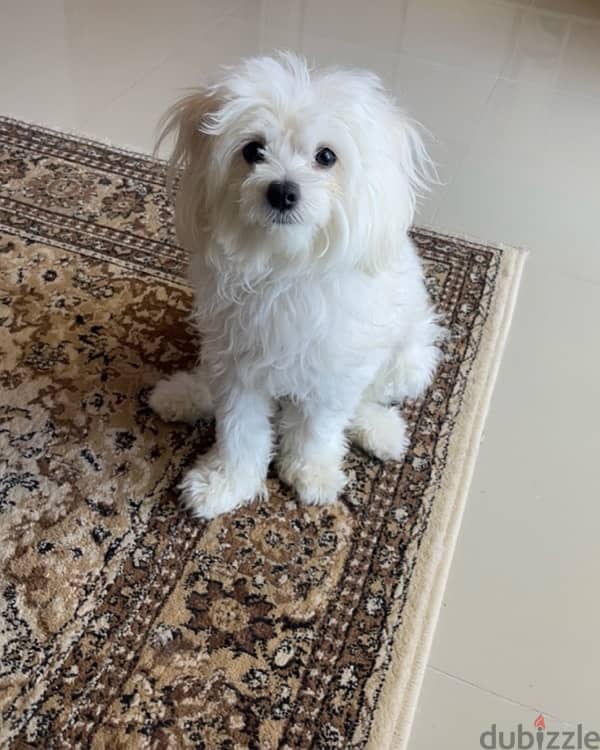 Maltese dog 1