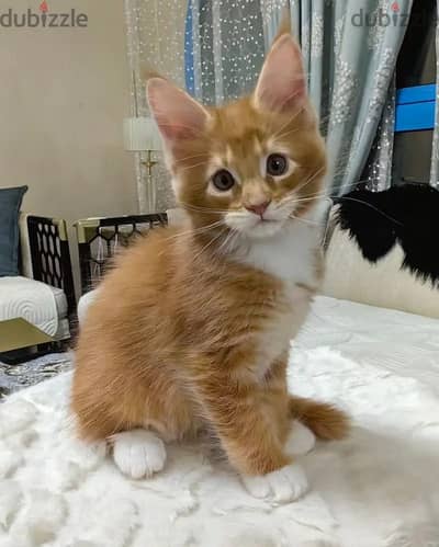 Maine Coon KITTENS// Whatsapp +971502618837