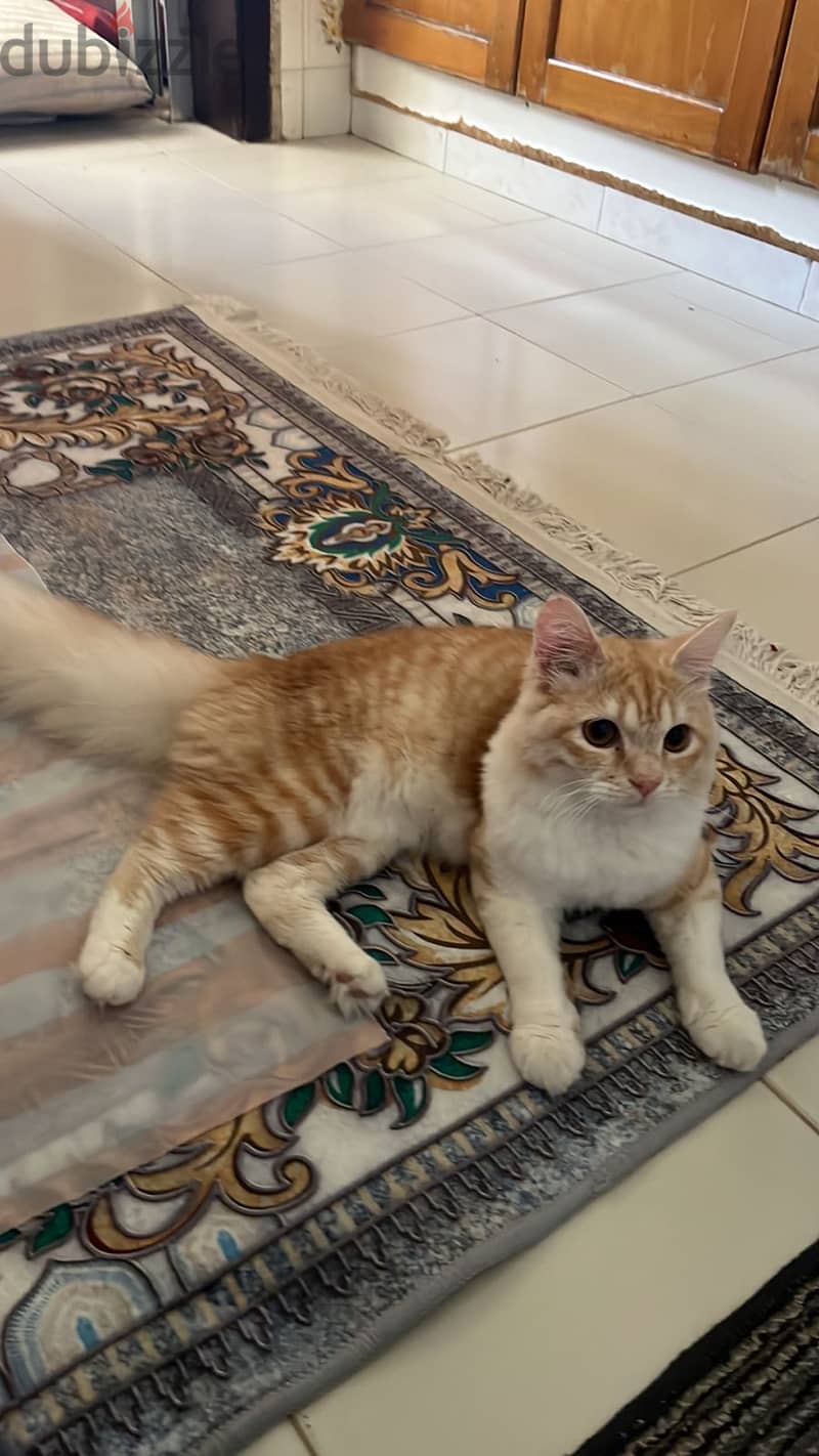 Cat shiraze Turkish angore male for sell 0