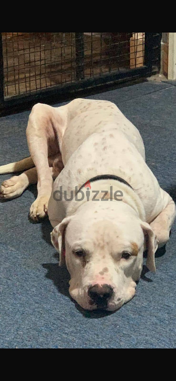 PUREBREED MALE DOGO ARGENTINO 1