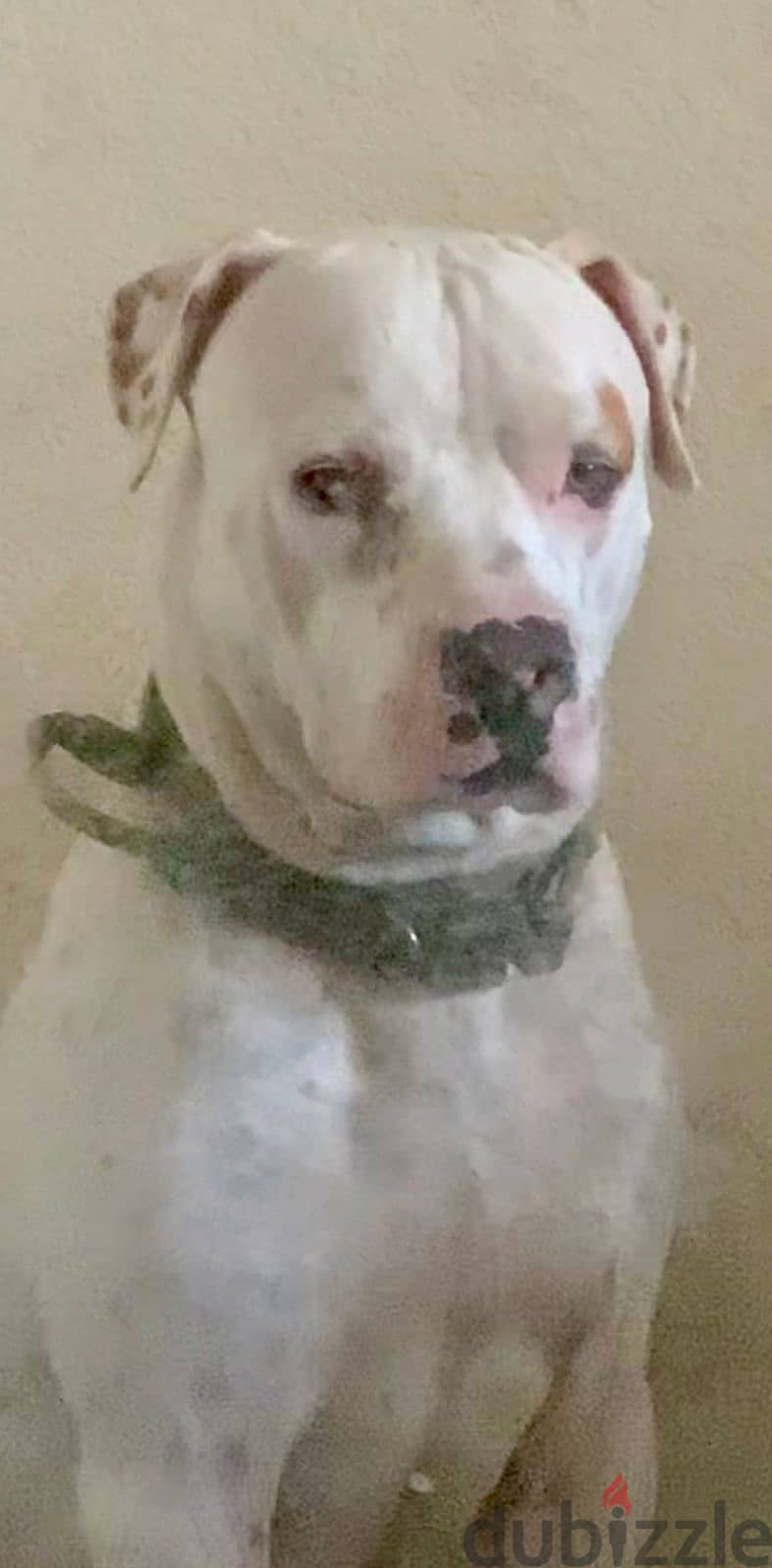 PUREBREED MALE DOGO ARGENTINO 3