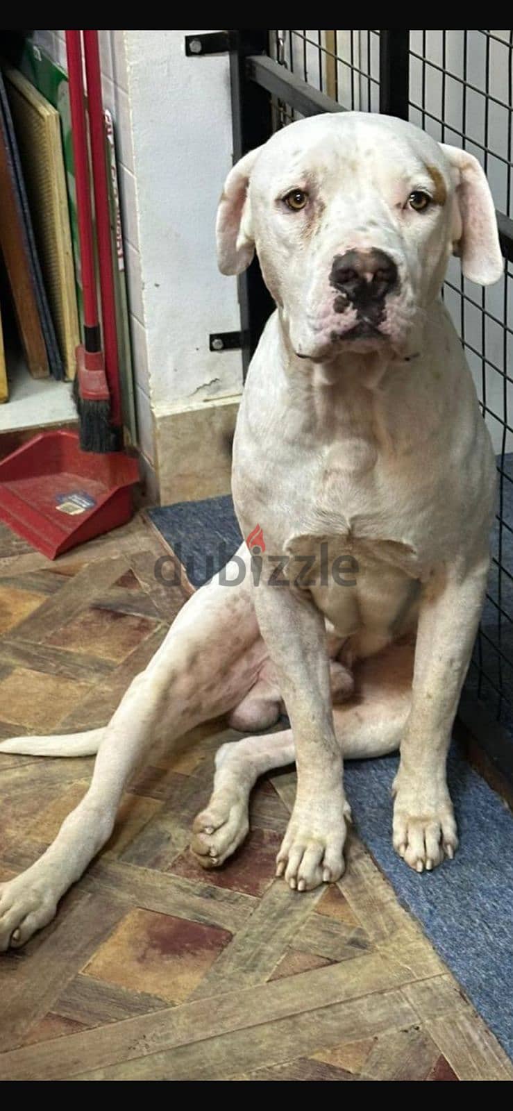 PUREBREED MALE DOGO ARGENTINO 4