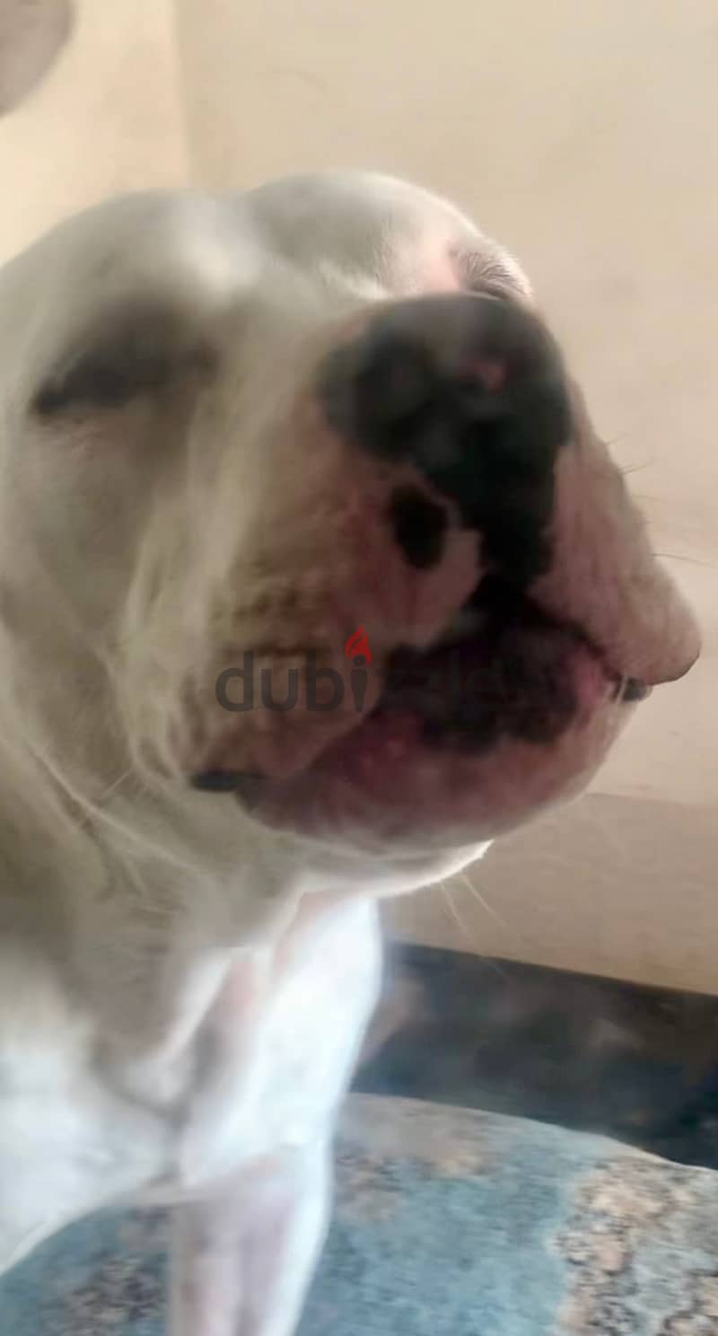 PUREBREED MALE DOGO ARGENTINO 5