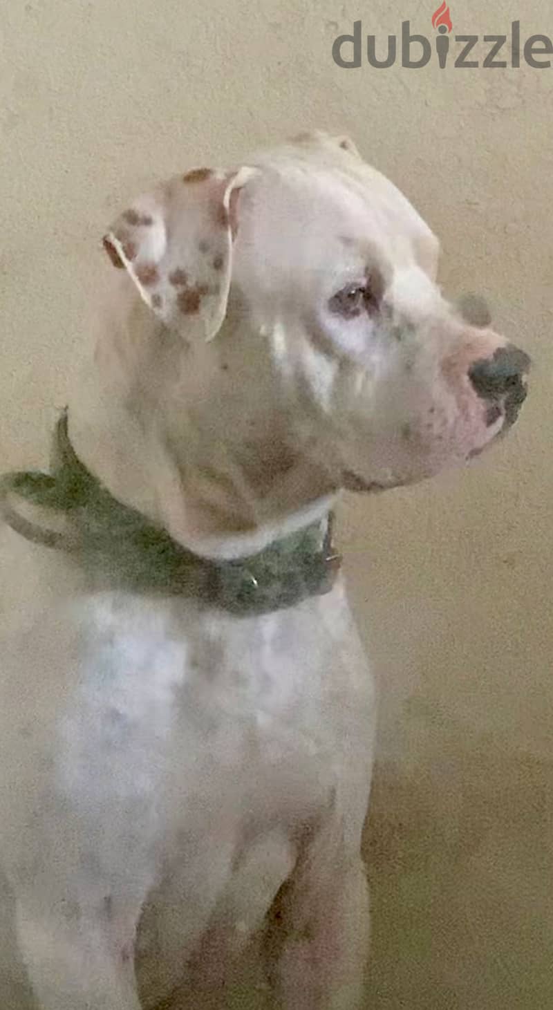 PUREBREED MALE DOGO ARGENTINO 6